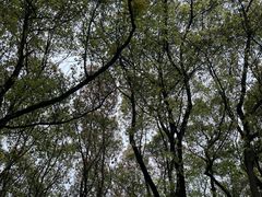 -上海滨江森林公园