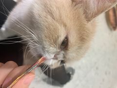 -飞行喵MR PILOT|猫舍·猫咖(静安大融城店)