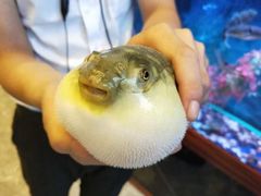 -肆月河豚·新淮扬(金融街店)