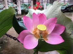 -古德寺素菜馆