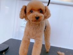 -北京恒爱动物医院(清景园分院)