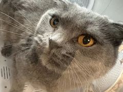 -pd派德宠物中心医院24H急重症·眼科中心·血液透析中心(嵩山北路店)