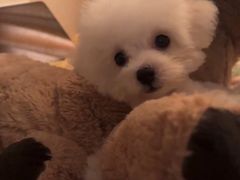 -天使宠物医院·犬猫分诊(彩虹店)