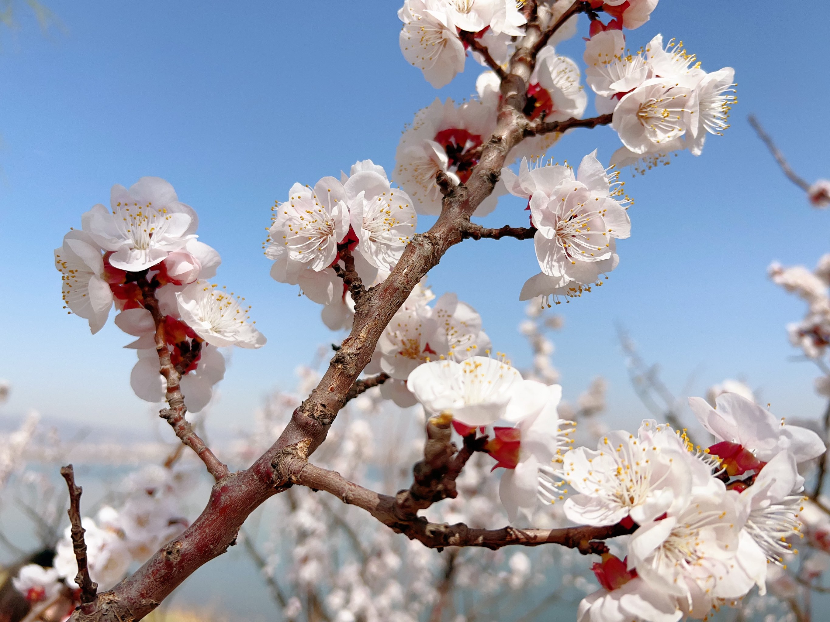 晋阳湖桃花岛图片