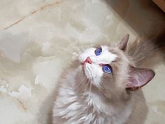 -贝来恩24H动物医院·转诊中心(稻香路店)