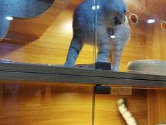 -喵百万·布偶·蓝金金渐层英短·猫舍(百子湾店)