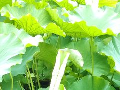 -高子水居