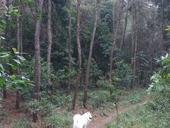 -铁山坪森林公园