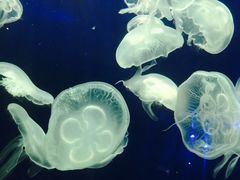 -珠海长隆海洋王国