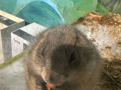 -萌宠奇缘(荣鼎店)