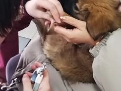 -瑞派福兴宠物医院犬猫全科·骨科·中西医结合(河东店)