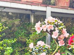 -桂林市花鸟市场