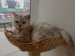 -藏猫猫咖啡主题馆(中央大道店)