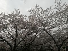 -武汉大学-樱园