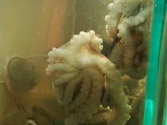 -四海鲜渔家菜(黄金海岸店)