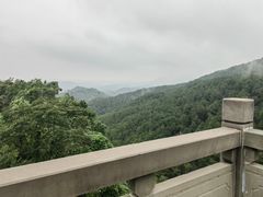 -铁山坪森林公园