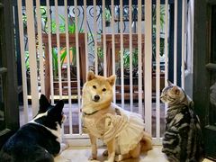 -猫色咖啡·猫咖
