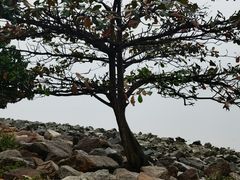 -深圳湾公园(南山区)
