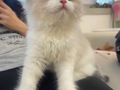 -lincat·猫舍(广州店)