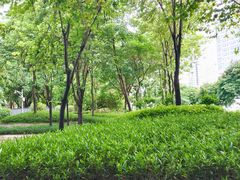 -清湖文化公园