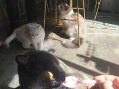 -喵屿·大理花园猫咖