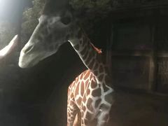 -清迈夜间动物园