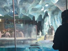 -帝企鹅自助餐厅•儿童岛•真企鹅(长隆企鹅酒店)