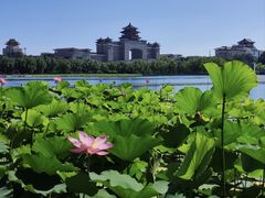 -莲花池公园