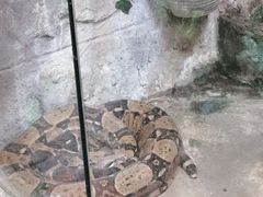 -上海大自然野生昆虫馆(东方明珠·爬宠昆虫探索中心)