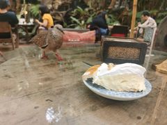 -Fern Forest Cafe