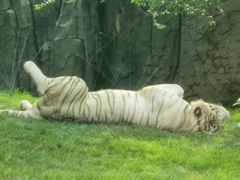 -北京野生动物园