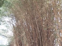 -南山植物园