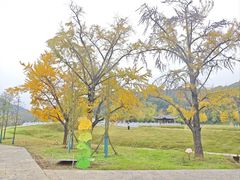 -千年银杏谷文化旅游区