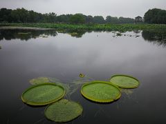 -荷塘月色湿地公园·向阳花洲