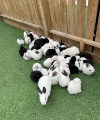 -萌宠亲子动物乐园(槐房万达店)