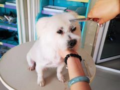 -北京观赏动物医院·24小时大型综合·猫专科·异宠专科