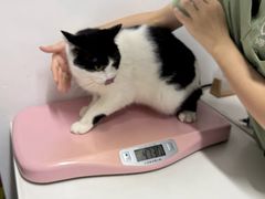 -御宝贝·A梦猫科宠物医院(国际猫友好医院)