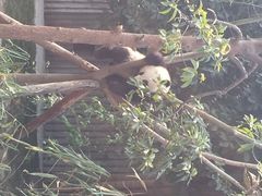 iphone_upload_pic-成都大熊猫繁育研究基地