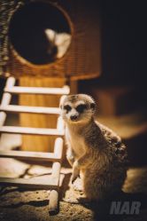 -酷嗒动物文化乐园(cutezoo西溪乐天城店)