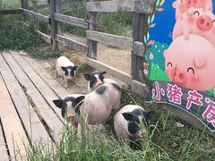 -田园东方蜜桃村的田野营地