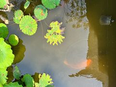 -上海醉白池公园