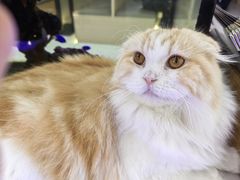 -喵园·猫主题咖啡厅·撸猫·猫咖(国贸店)