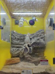-神奇动物撸宠馆·羊驼·小浣熊·异宠(豫园店)