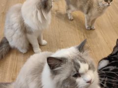 -有喵·猫咖·狗咖·30几只猫10只小狗(岗厦店)