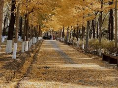 -东升八家郊野公园