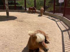 -鄂尔多斯野生动物园