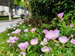 -九里河湿地公园