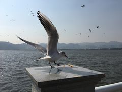-海埂大坝