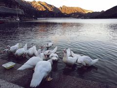 -天鹅湖生态旅游风景区