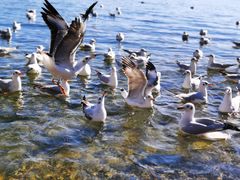 -丽江泸沽湖景区